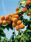 org:/gardening tips/Snoeiadvies/Overzichtspagina/Abrikoos.jpg